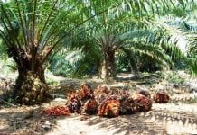 Pemerintah Kabupaten Landak Evaluasi Perizinan Perusahaan Perkebunan
