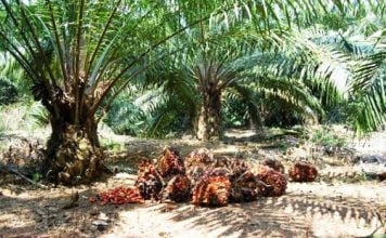 Pemerintah Kabupaten Landak Evaluasi Perizinan Perusahaan Perkebunan
