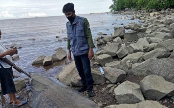 Penemuan Ikan Hiu Paus Terdampar di Pesisir Pantai Pulau Kumbang Hebokan Warga