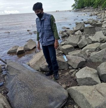 Penemuan Ikan Hiu Paus Terdampar di Pesisir Pantai Pulau Kumbang Hebokan Warga