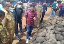 Terinspirasi Dari Youtube, Petani Desa Mayak Berhasil Budidaya Porang Beromset Ratusan Juta