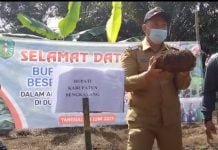 Bengkayang Ditargetkan Bangun Pabrik Sentra Porang