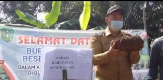Bengkayang Ditargetkan Bangun Pabrik Sentra Porang
