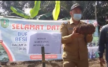 Bengkayang Ditargetkan Bangun Pabrik Sentra Porang