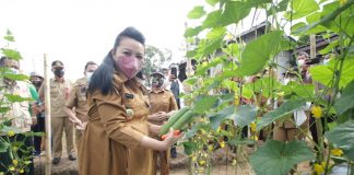 Bupati Landak Panen Ketimun Dan Cabai di Desa Pawis Hilir