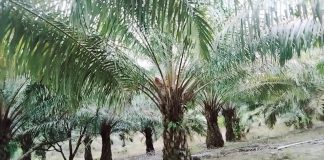 Tanah dan Wilayah Adat Sebalos Dijarah PT Ceria Prima, Warga Dikriminalisasi