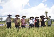 Panen Perdana Penakaran Benih Padi di Kecamatan Jelimpo