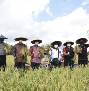 Panen Perdana Penakaran Benih Padi di Kecamatan Jelimpo
