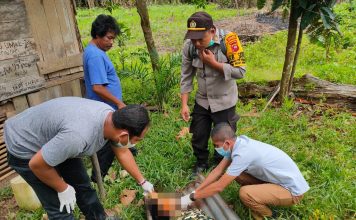 Sesosok Mayat Pria Ditemukan Tergantung Didahan Pohon Jengkol