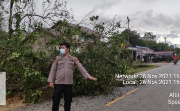 Pohon Tumbang Timpa Kabel Listrik di Menjalin