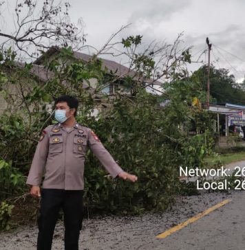Pohon Tumbang Timpa Kabel Listrik di Menjalin