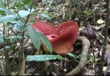Jadi Daya Tarik Pengunjung, Bunga Raflesia Anorldi Tumbuh Subur di Desa Cipta Karya