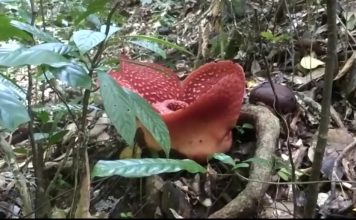 Jadi Daya Tarik Pengunjung, Bunga Raflesia Anorldi Tumbuh Subur di Desa Cipta Karya
