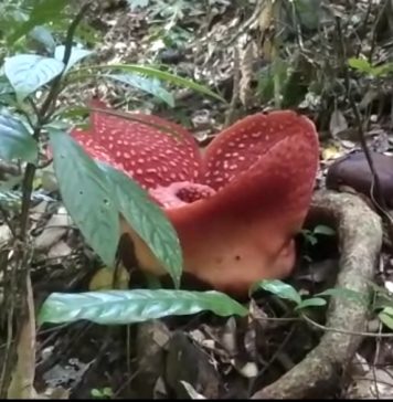 Jadi Daya Tarik Pengunjung, Bunga Raflesia Anorldi Tumbuh Subur di Desa Cipta Karya