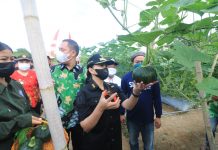 Bupati Landak Panen 500 Kilogram Ketimun