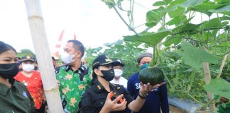 Bupati Landak Panen 500 Kilogram Ketimun