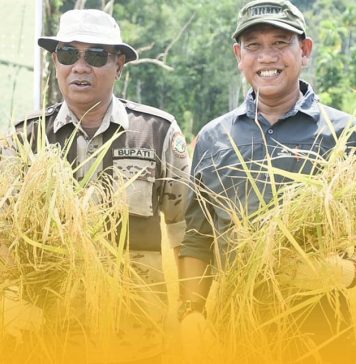 Bupati dan Wakil Bupati Ketapang Hadiri Panen Perdana Padi di Kawasan Agro Foresta Pertanian Terpadu Dusun Impala