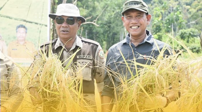 Bupati dan Wakil Bupati Ketapang Hadiri Panen Perdana Padi di Kawasan Agro Foresta Pertanian Terpadu Dusun Impala