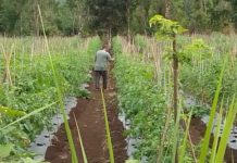 Harga Tomat dan Komoditas Sayuran di Bengkayang Anjlok di Tingkat Petani