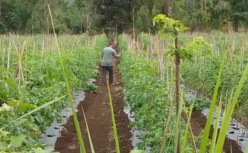 Harga Tomat dan Komoditas Sayuran di Bengkayang Anjlok di Tingkat Petani