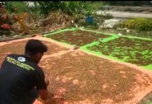 Kembangkan Minyak Atsiri Berbahan Cengkeh, Warga Pulau Kabung Harapkan Perhatian Pemerintah