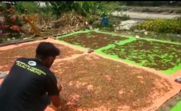 Kembangkan Minyak Atsiri Berbahan Cengkeh, Warga Pulau Kabung Harapkan Perhatian Pemerintah