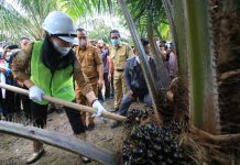 Bupati Landak Panen Perdana Peremajaan Sawit Rakyat