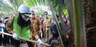 Bupati Landak Panen Perdana Peremajaan Sawit Rakyat