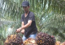 Petani Sawit di Labusel Keluhkan Harga TBS Anjlok, Minta Pemerintah Carikan Solusi