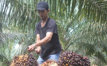 Petani Sawit di Labusel Keluhkan Harga TBS Anjlok, Minta Pemerintah Carikan Solusi