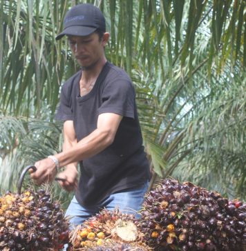 Petani Sawit di Labusel Keluhkan Harga TBS Anjlok, Minta Pemerintah Carikan Solusi