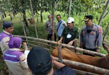 Penyakit Mulut dan Kaki Pada Hewan Merebak, Kenali Ciri-Cirinya Sebagai Berikut