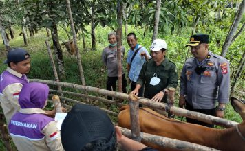 Penyakit Mulut dan Kaki Pada Hewan Merebak, Kenali Ciri-Cirinya Sebagai Berikut