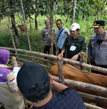 Penyakit Mulut dan Kaki Pada Hewan Merebak, Kenali Ciri-Cirinya Sebagai Berikut