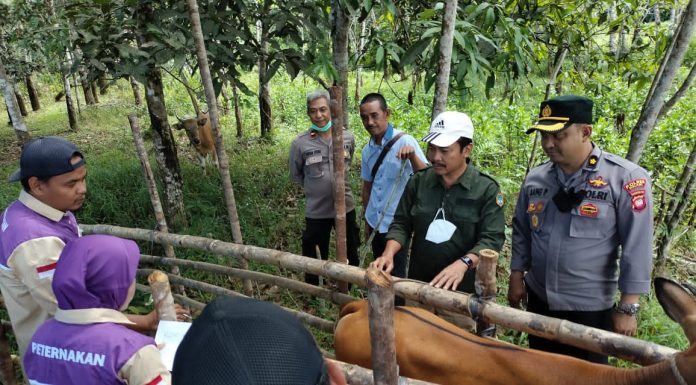 Penyakit Mulut dan Kaki Pada Hewan Merebak, Kenali Ciri-Cirinya Sebagai Berikut