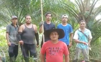 Jokowi Buka Ekspor CPO, Petani Sawit di Kalbar Beri Apresiasi