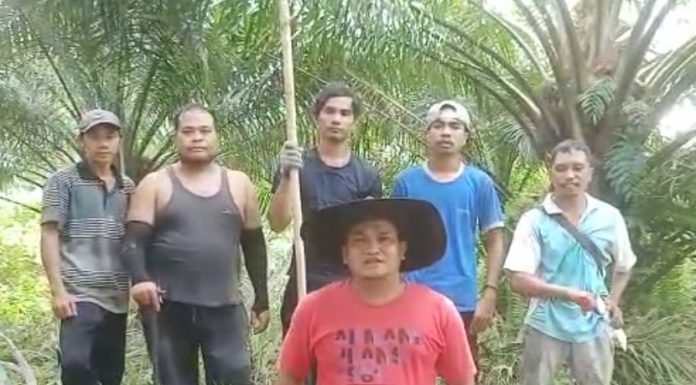 Jokowi Buka Ekspor CPO, Petani Sawit di Kalbar Beri Apresiasi