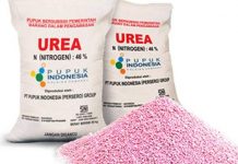 Petani di Labusel Keluhkan Sulitnya Mendapatkan Pupuk Bersubsidi