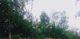 Motor Vs Dump Truck di Tonang, Pengendara Sepeda Motor Alami Luka-Luka