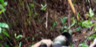 Heboh Penemuan Mayat di Semabak, Polisi Beberkan Kronologi Kejadian