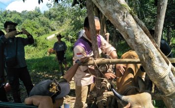 Hewan Ternak Warga di Desa Landau Tuban Divaksin
