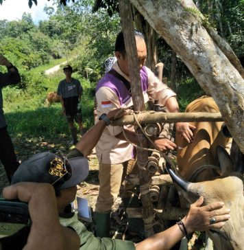 Hewan Ternak Warga di Desa Landau Tuban Divaksin