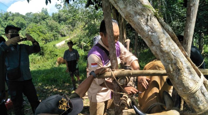 Hewan Ternak Warga di Desa Landau Tuban Divaksin