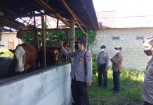Belum Ada Kasus PMK di Menjalin, Warga Diminta Rutin Lakukan Pengecekan Hewan Ternak