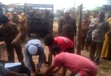 Pemkab Labusel Potong 55 Ekor Hewan Kurban