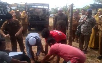 Pemkab Labusel Potong 55 Ekor Hewan Kurban