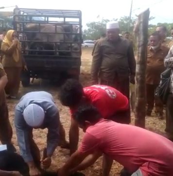 Pemkab Labusel Potong 55 Ekor Hewan Kurban