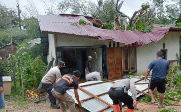 Dua Rumah Warga di Melawi Rusak Parah Tertimpa Pohon Tumbang