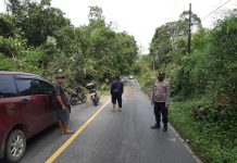 Pohon Tumbang Tutup Akses Jalan di Mandor Pasca Diguyur Hujan Deras dan Angin Kencang