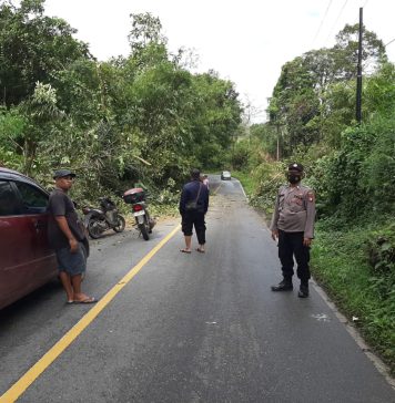 Pohon Tumbang Tutup Akses Jalan di Mandor Pasca Diguyur Hujan Deras dan Angin Kencang
